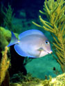 Underwater Photo of Blue Tang Tropical Fish