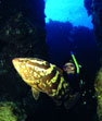 Underwater Photo of Nasau Grouper