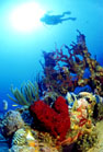 Underwater Photo of Scuba Diver 