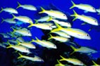 Underwater Photo of School of Yellow Goatfish