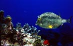Underwater Photo of Honeycomb Fish