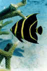 Underwater Photograph of Angel Fish
