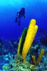Underwater Photo of Diver with Tube Sponges